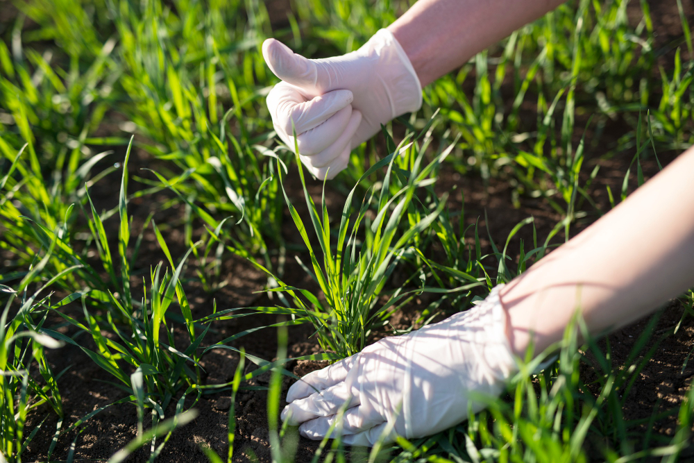 Effective Weed Control Tips for Commercial Landscaping