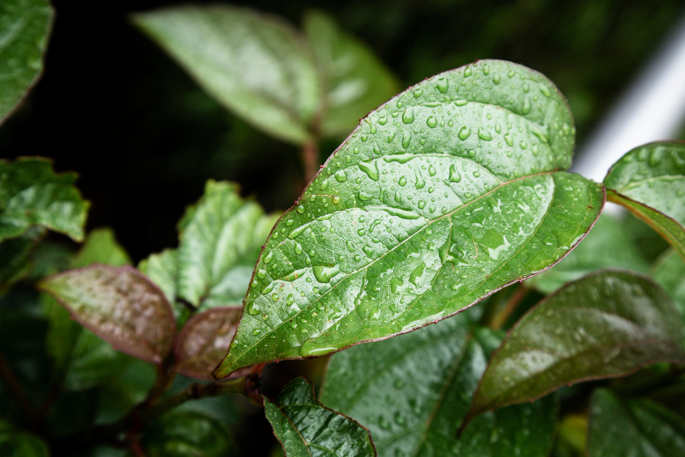 How to Protect Your Plants Against Heavy Rain and Storms